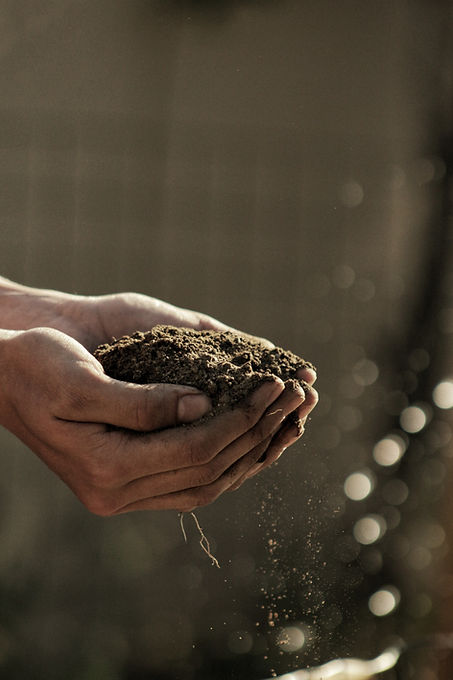 Poor mans garden_edited.jpg