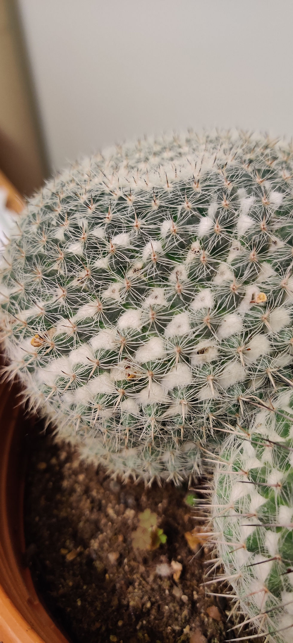 Miniatura: Mammilaria Albinalata
