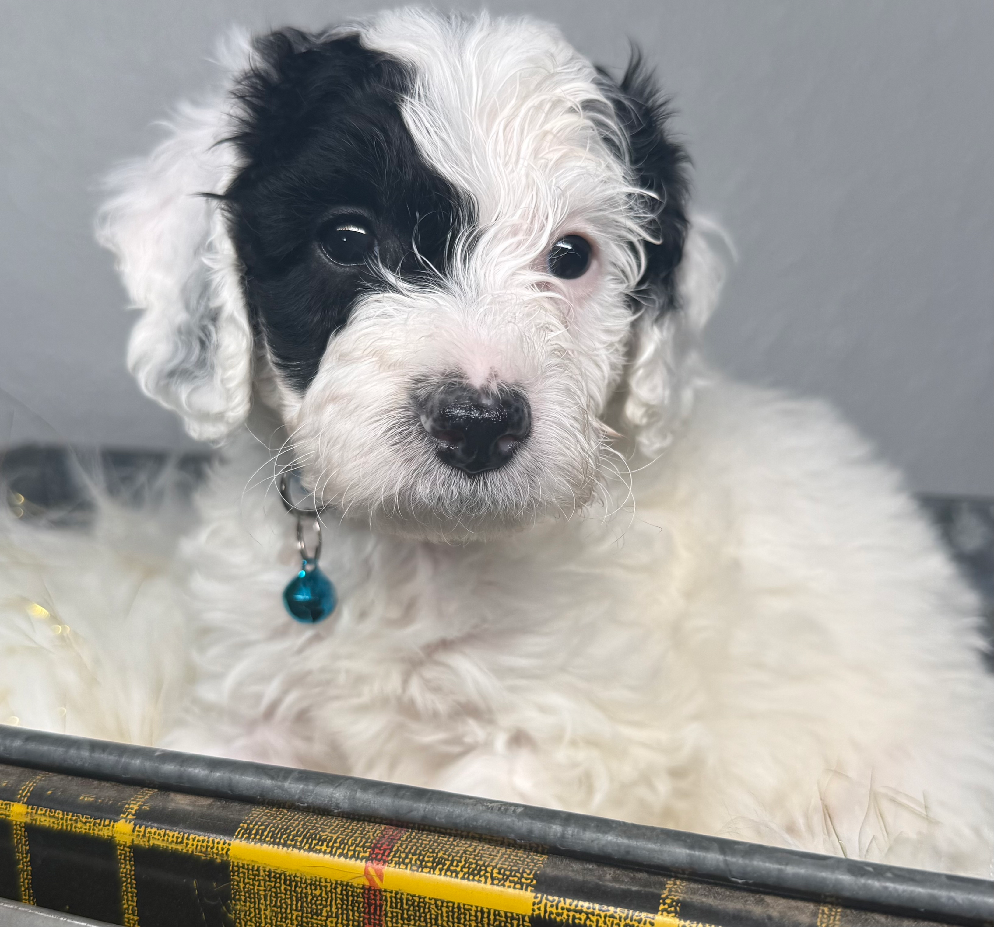 Storm-Mini/Moyen Poodle