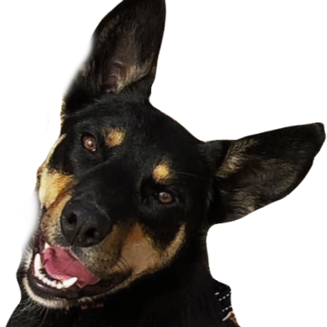 happy kelpie