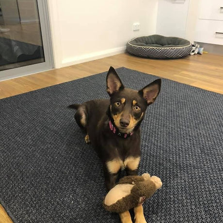 kelpie with toy