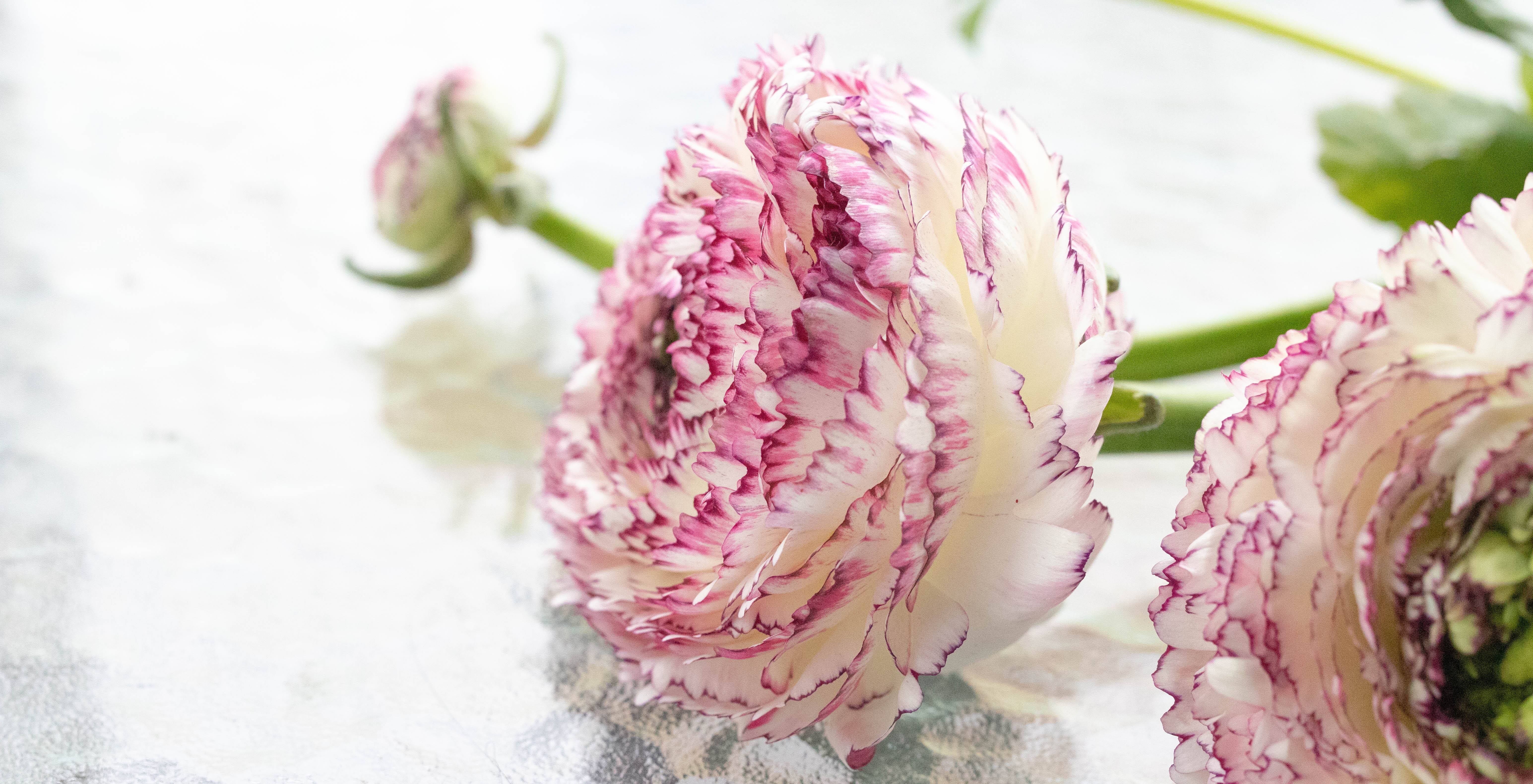 Kukka ja Sisustus Neilikka, Lahti