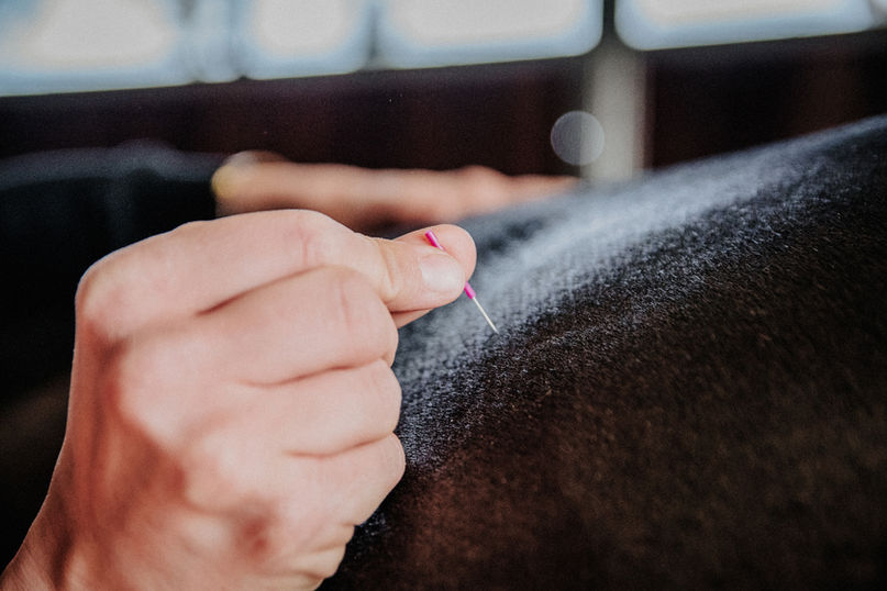 Akupunktur für Pferde