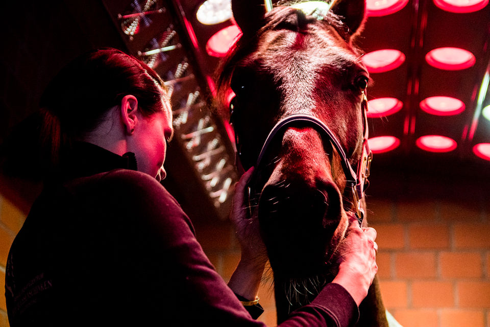 Rehazentrum für Pferde Hamburg