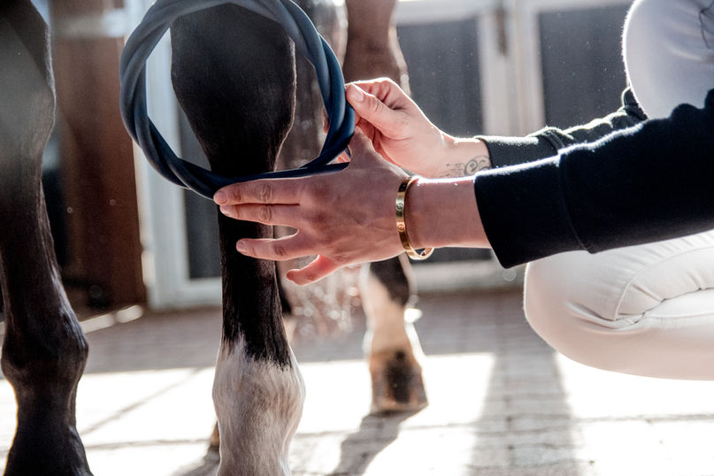 Therapiebehandlung am Pferd.