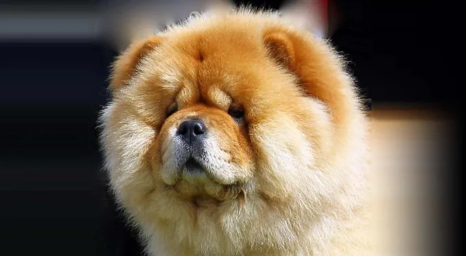 Cachorro mais bonito do mundo Chow Chow