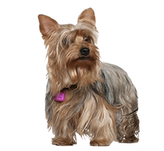 Cachorro da raça Yorkshire