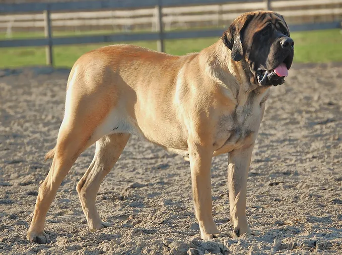 Cachorro mais bonito do mundo Mastiff