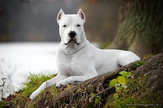 Cachorro mais bonito do mundo Dogo Argentino