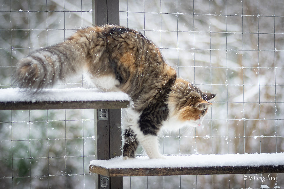 SLEEPY_SNOW-05-01-2026-10