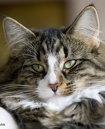 Chatterie du Kheng hua.  L'élevage de chats des forêts norvégiennes ,  à 50mn de Paris venez découvrir notre élevage et nos c