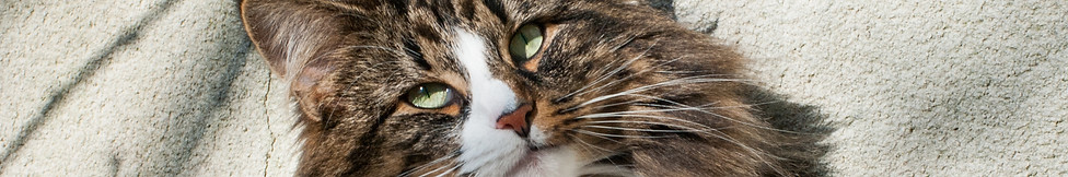 Norwegian cat cattery Paris