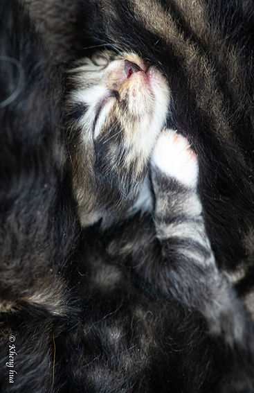 VRAC-CHATONS-10jrs-6_edited.jpg