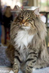 Chatterie du Kheng hua. L'élevage de chats des forêts norvégiennes , à 50mn de Paris venez découvrir notre élevage et nos c