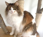 Hanna moon_edited.jpg