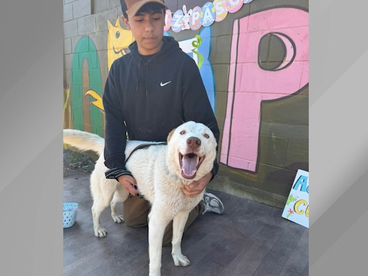DECENAS DE PERRITOS ESPERAN UN HOGAR EN EL CENTRO DE CONTROL ANIMAL