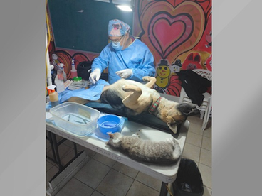 CAMPAĆA GRATUITA DE ESTERILIZACIĆN PARA MASCOTAS EN ROSARITO