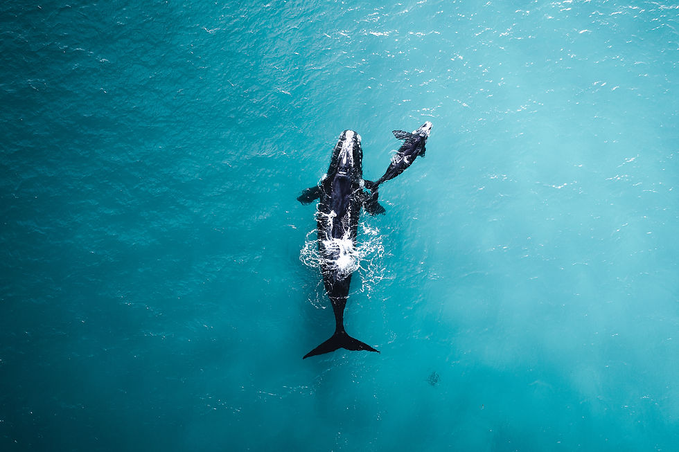 Family Whales 🐳_.jpg
