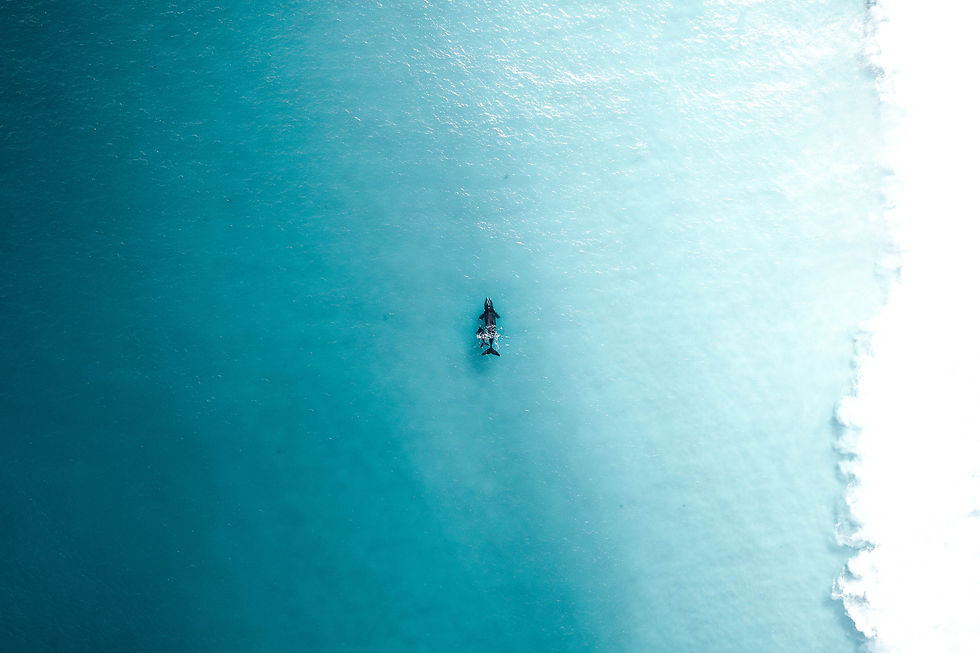 29072019-Whales next to the beach 🐋_.jpg