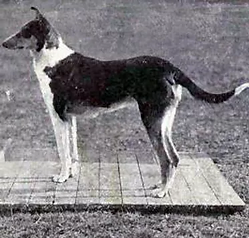 Collie_(smooth)_from_1915_JPG.webp