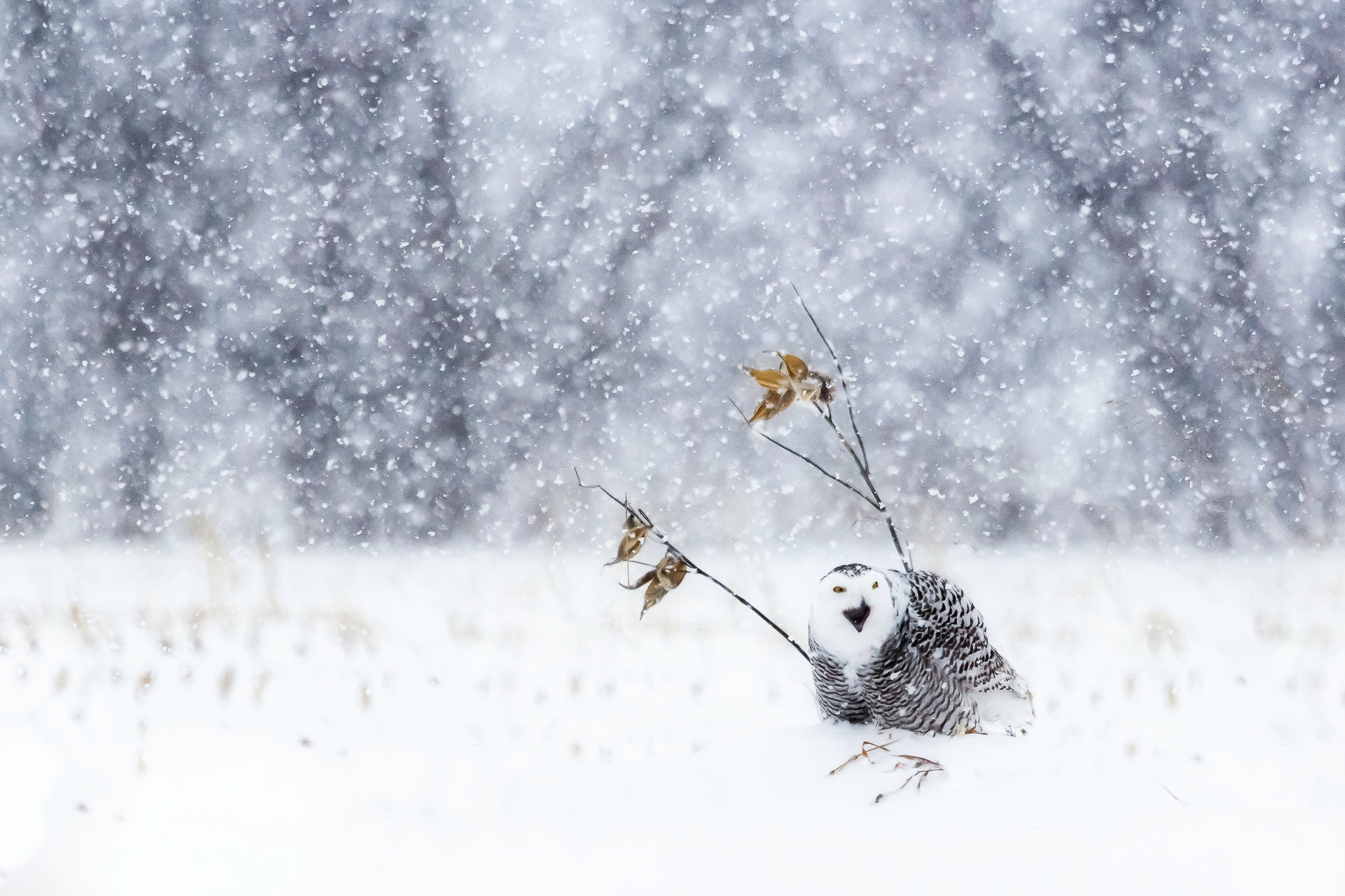 Snowy owl