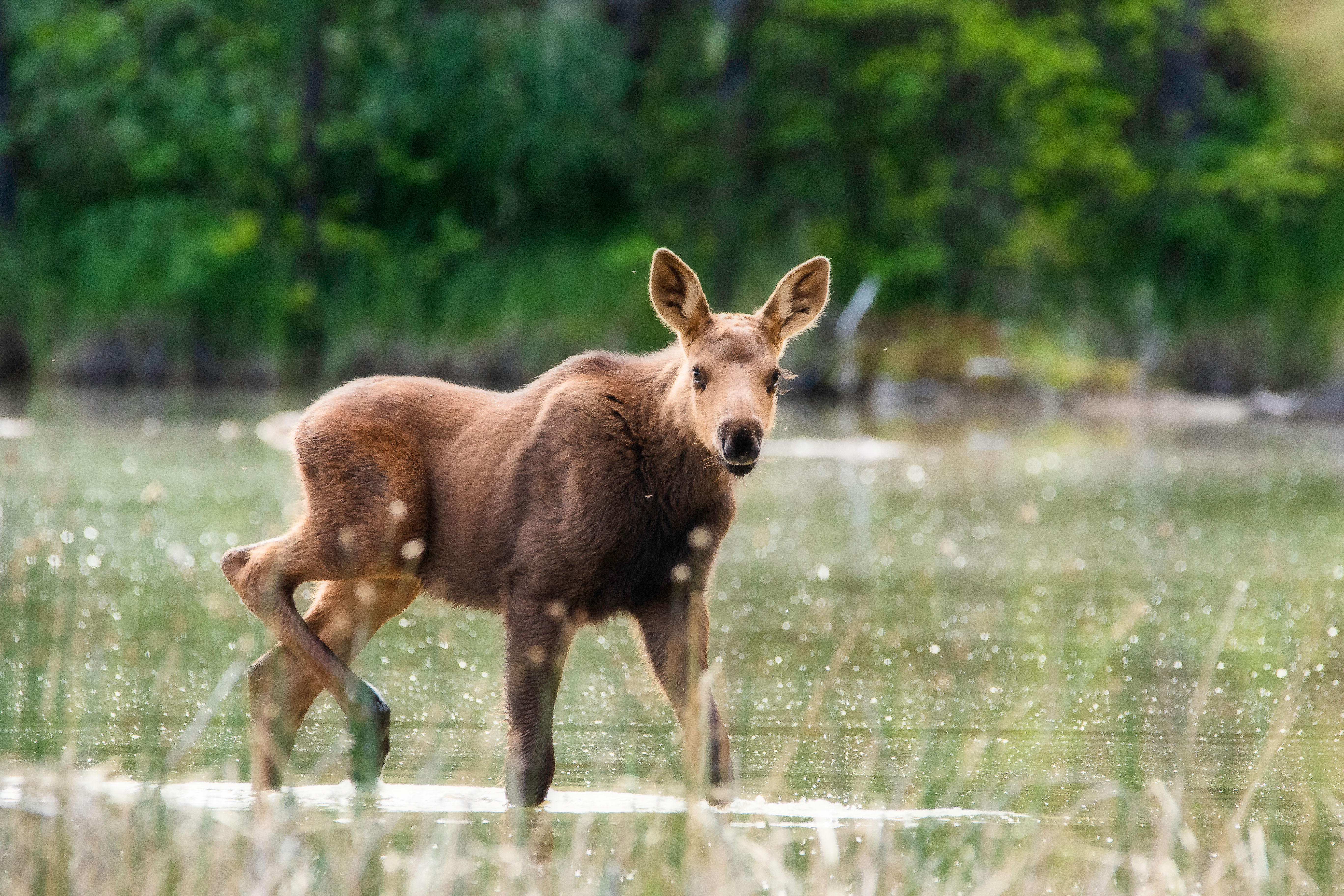 Moose Calf