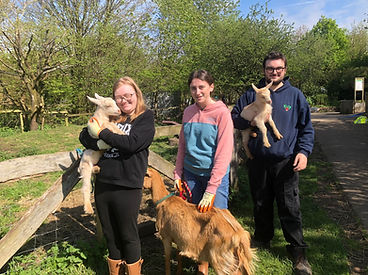 Volunteers and goats at Swansea Community Farm