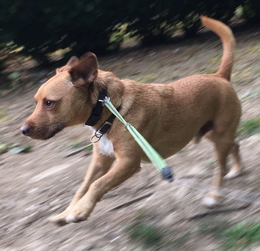 Happy Hounds Matfield Exercise