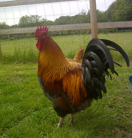 Happy Hounds Matfield Our Prize Chicken