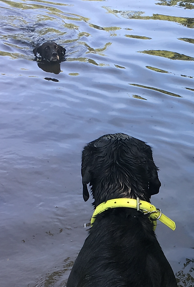 Dogs having a quick dip in a pond on a sunny day