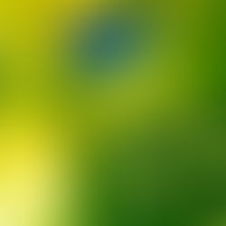 YES To Release Fly From Here – Return Trip On 25th March