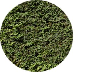 vegetacion.gif