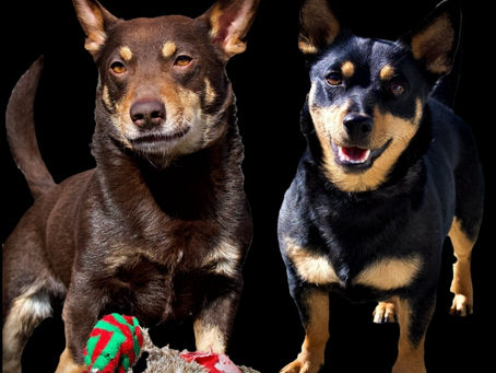 🐾 Puppies Expected – Late Week 43