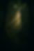 Sunbeams Through Enchanted Forest.png