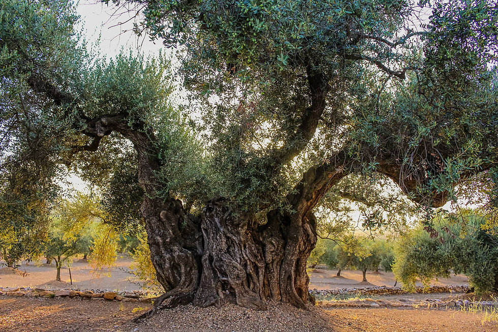 Old Olive Tree