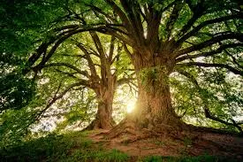 Enchanted Forest Reiki Center