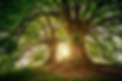 Travel with Willow Tree, the Deep Seer with Selise