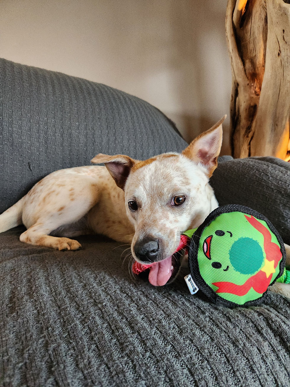Cattle Dog Evie