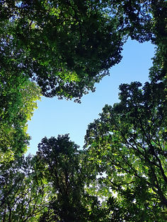 la foret