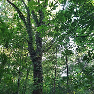 la forêt de grimbosq