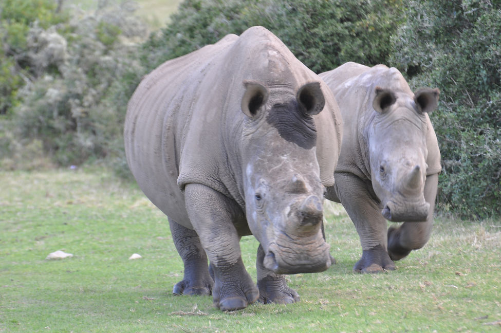 Breitmaulnashorn