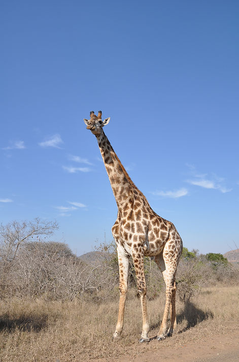Giraffe