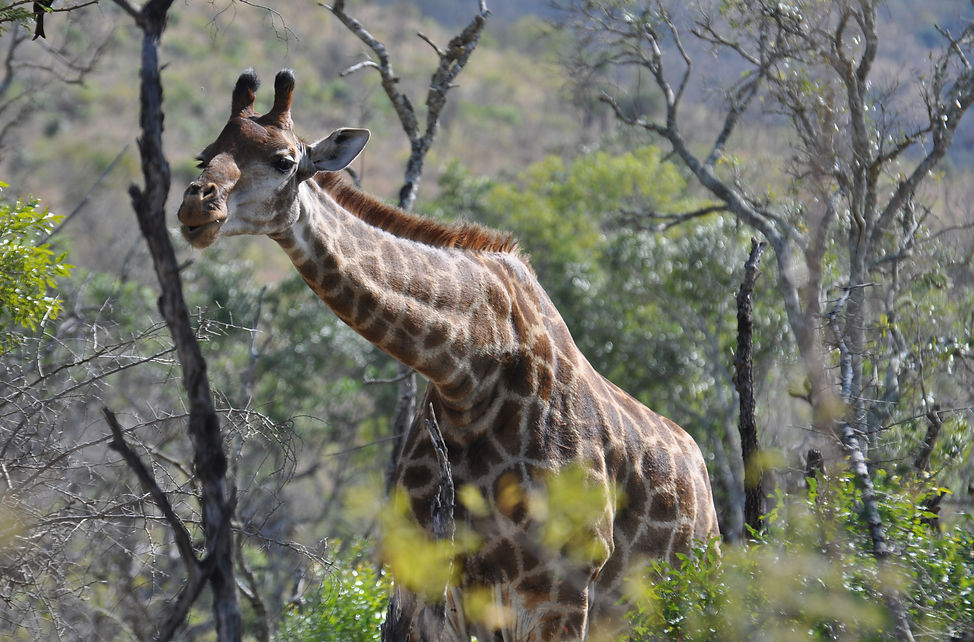 Giraffe