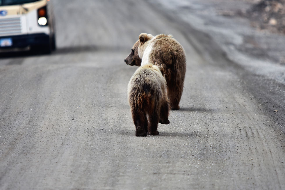 Denali National Park