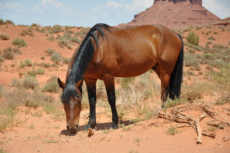 Wildpferd