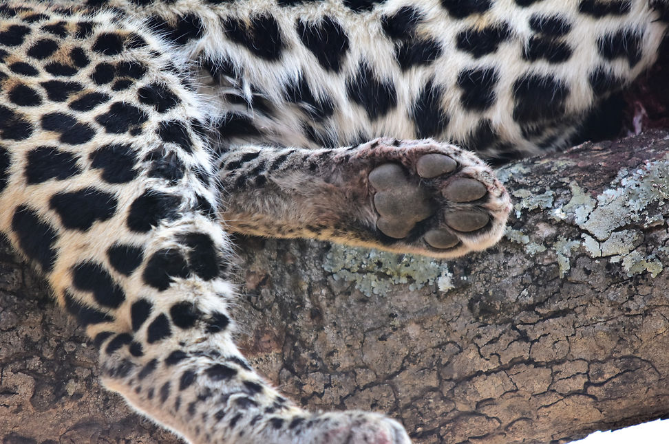 Leopard in Sabi Sands