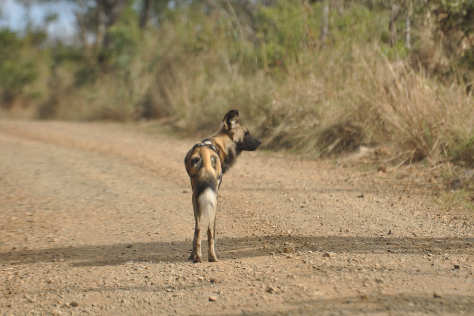 Wildhund