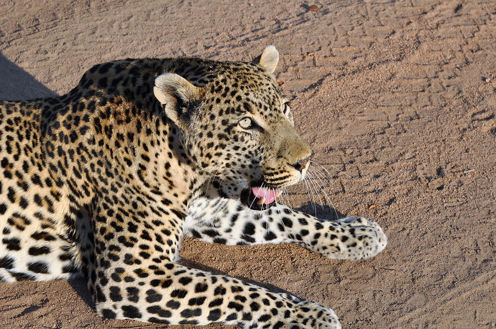 Leopard in Sabi Sands