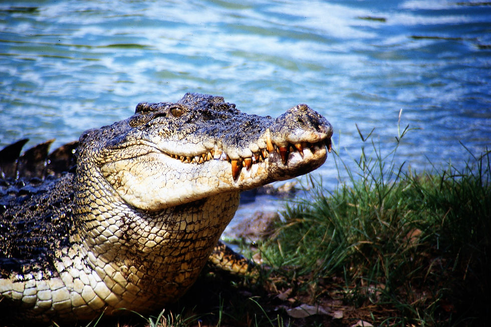 Darwin Crocodile Farm