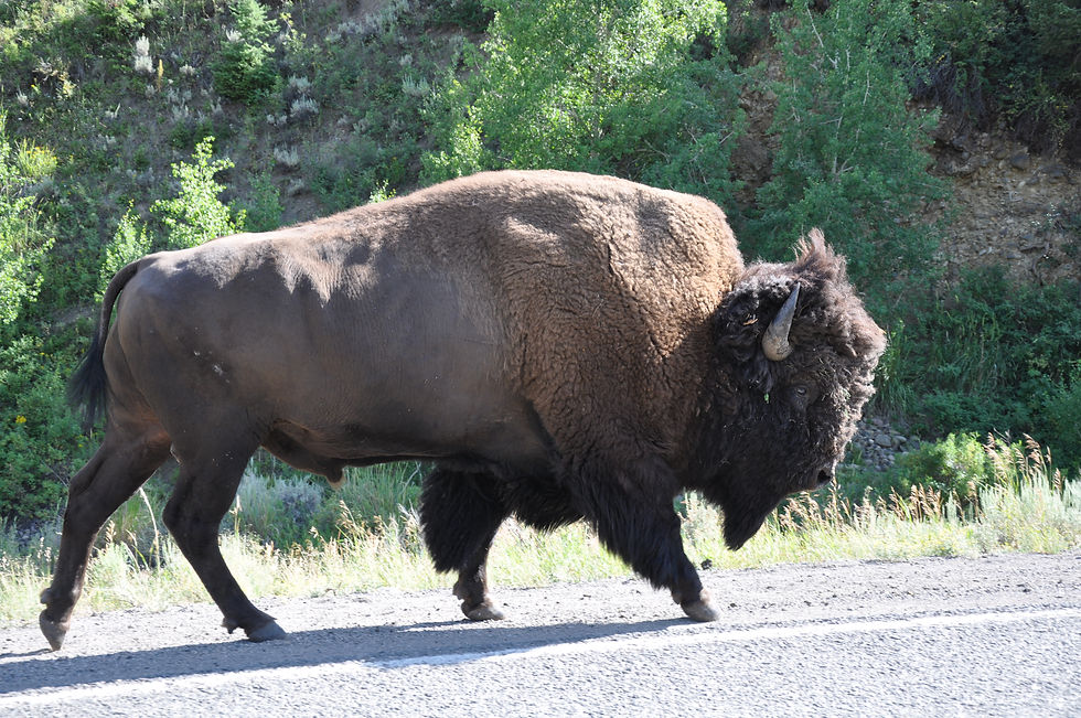 Bison
